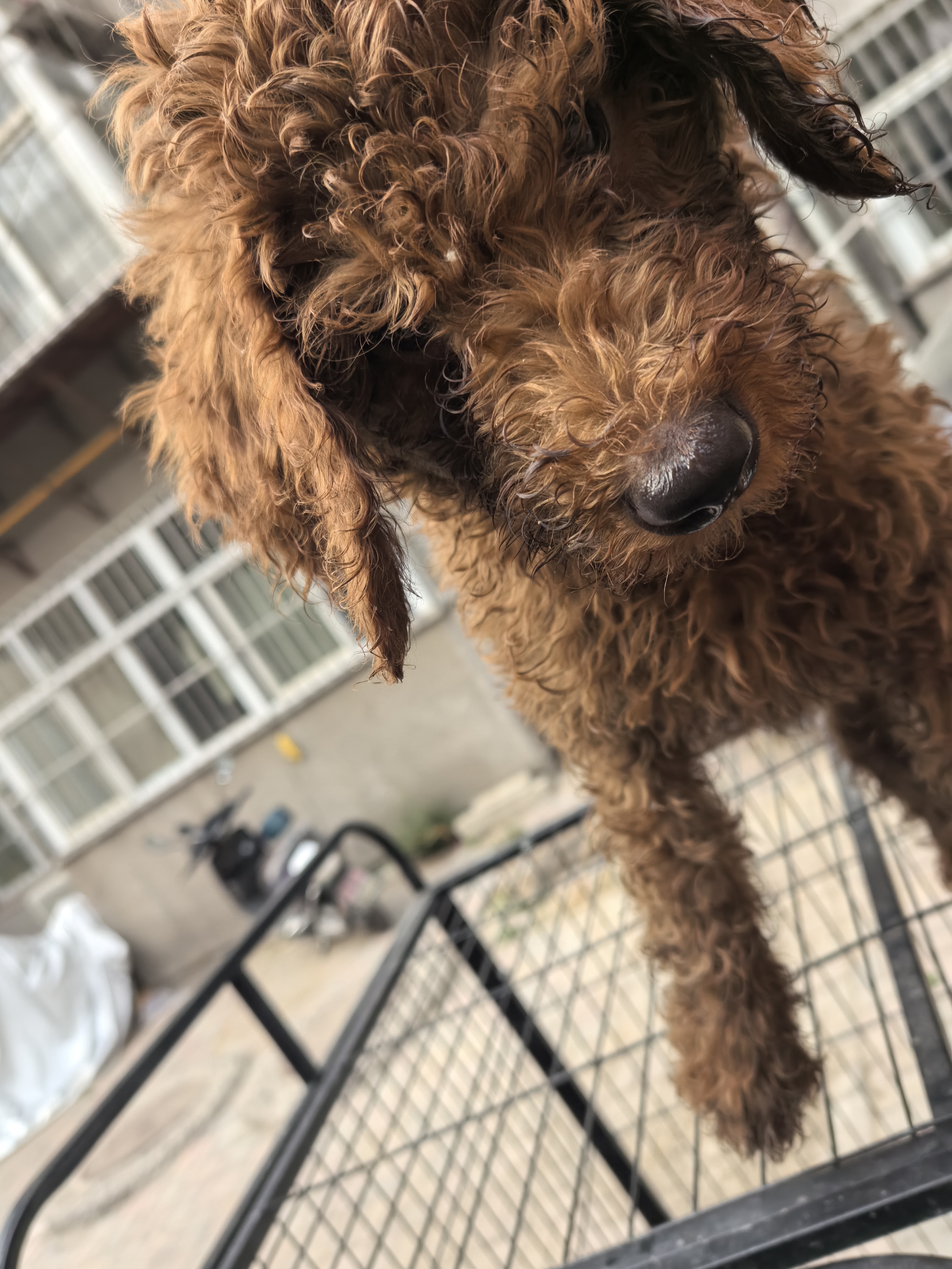 极品红色巨贵犬